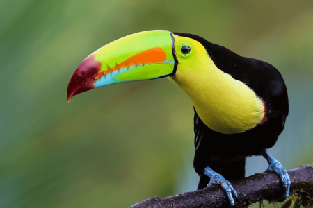 How Slowy Travel Agency Makes Family Travel to Costa Rica Easy, Meaningful, and Memorable